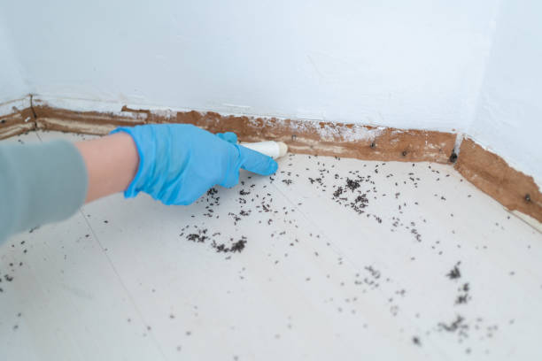 Best Wasp Removal Services  in Springfield, OH